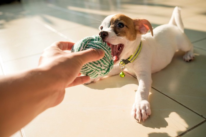 おもちゃで飼い主と遊ぶ犬