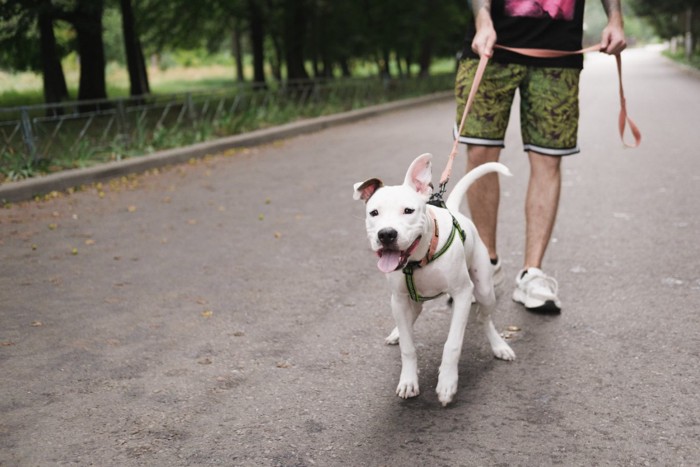 はしゃいで走る犬と飼い主の男性