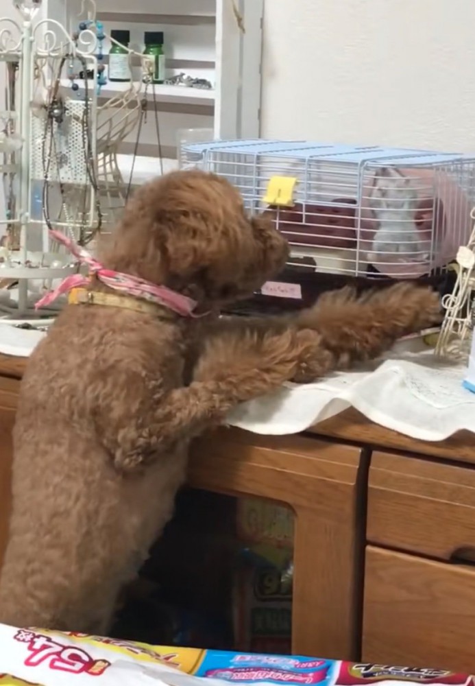 前足をハムスターに伸ばす犬