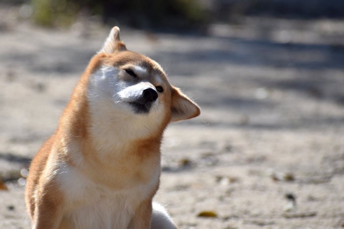 首をかしげる犬