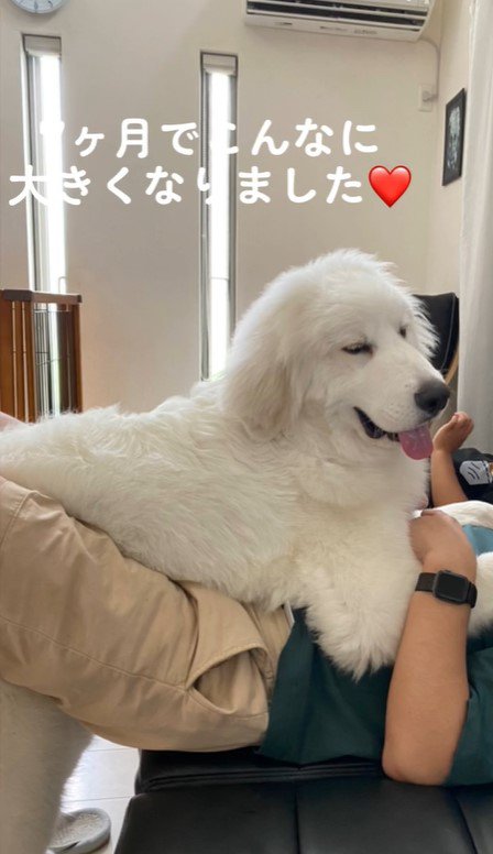 ハクくんの成長9
