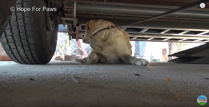 ワイヤリードがかかった犬