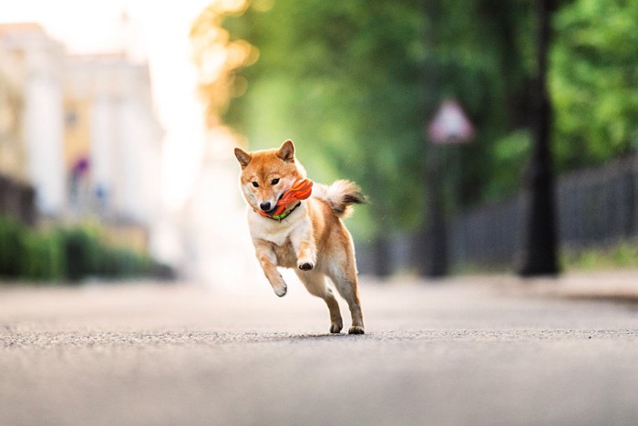 おもちゃをくわえて走る柴犬