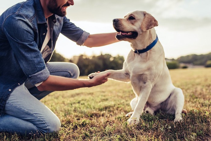 お手をする犬と男性