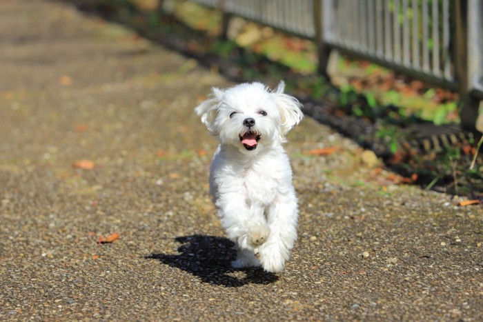 元気に走る犬