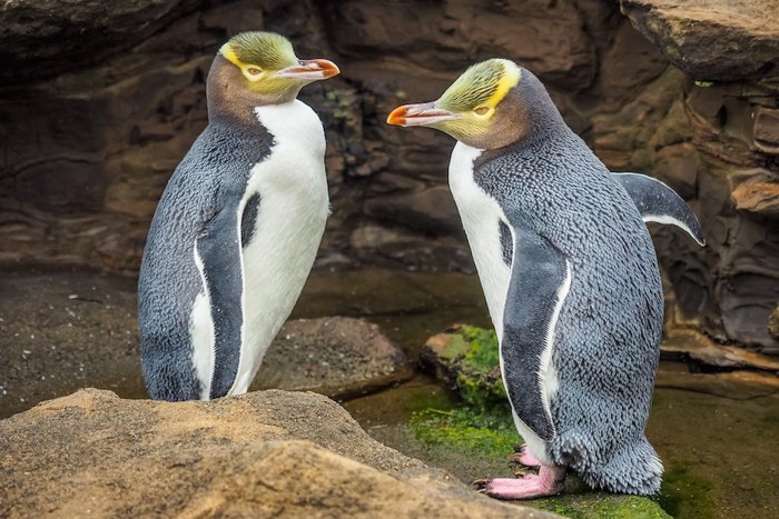 ダニーデンのイエローアイドペンギン