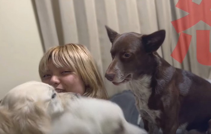 他の犬に怒る犬