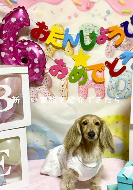 誕生日をお祝いされる犬