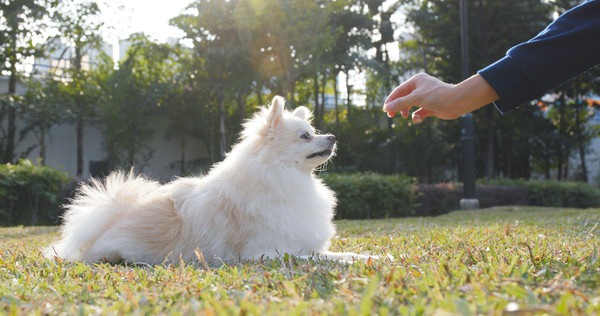 待ってる犬