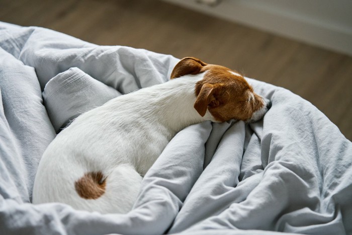 寝ている犬の後ろ姿