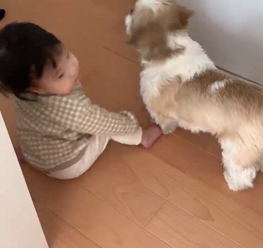 コロくんと赤ちゃんのシンクロ3