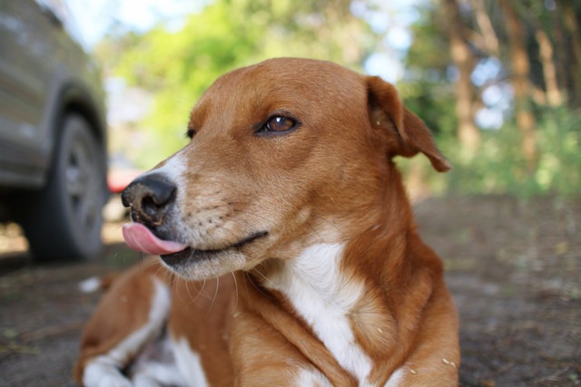 地面に座っている大人しい犬