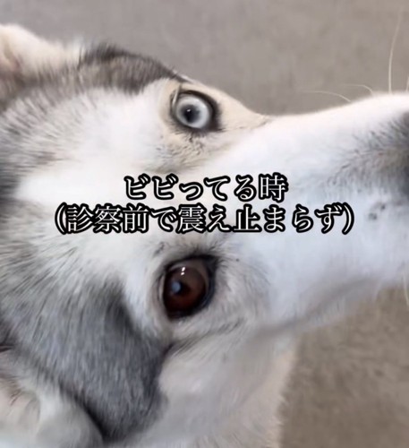 目を大きく見開く犬