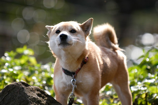 こちらを見ている犬