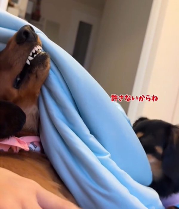 2匹の犬2