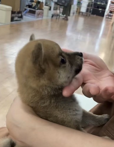 あごを触られる犬