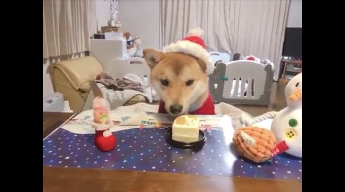 ケーキに顔を近づけて舐めている犬