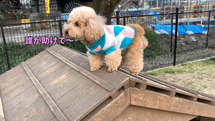 怖くてフリーズ!