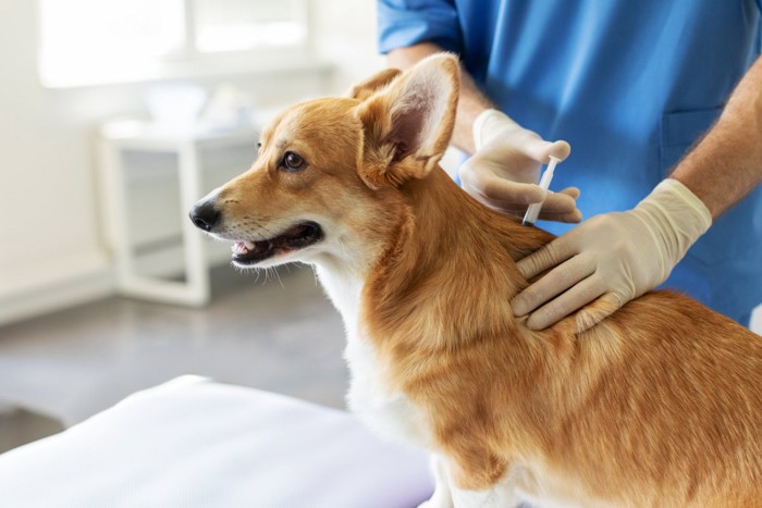 予防接種を受ける犬
