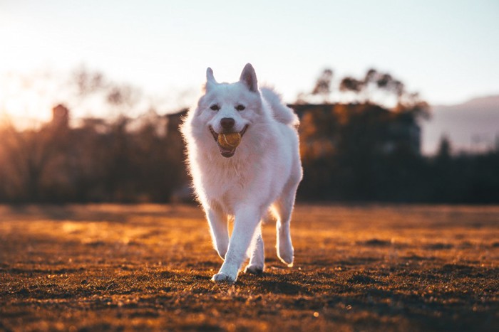 笑顔で寄ってくる犬