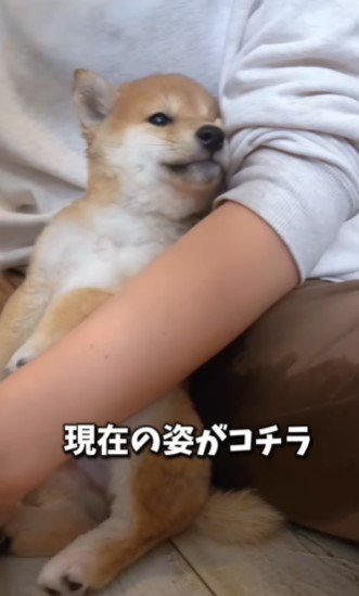 腕の中で震えていた子犬の現在は･･･