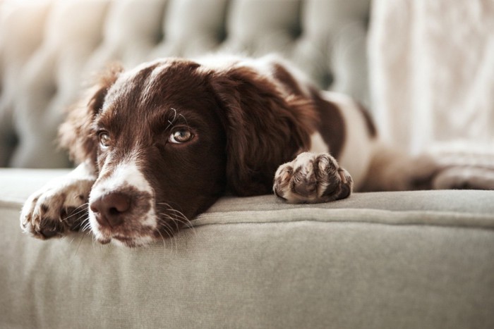 ソファの上でしょんぼりとした表情の犬