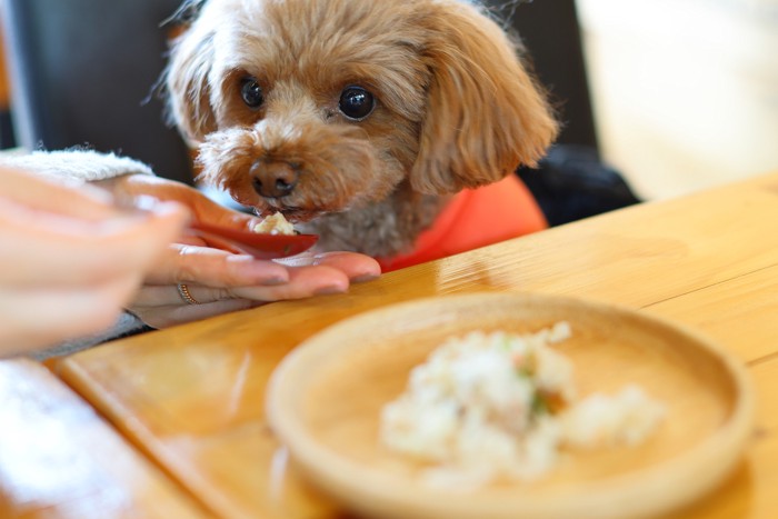 飼い主が差し出すスプーンから手作り食を食べる犬