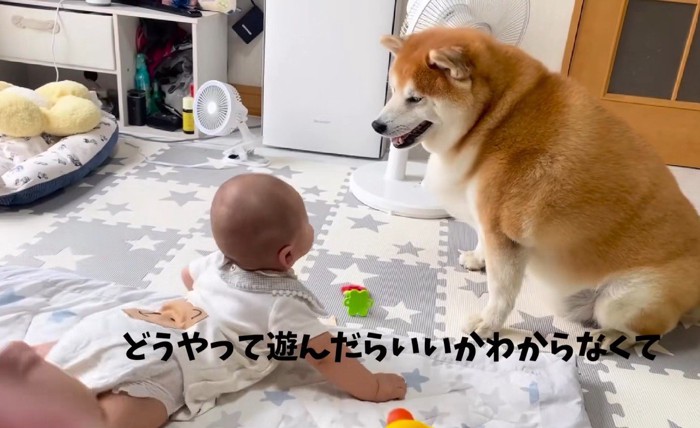 赤ちゃんと柴雄くんと茶太郎くん7
