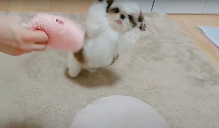 万歳する子犬