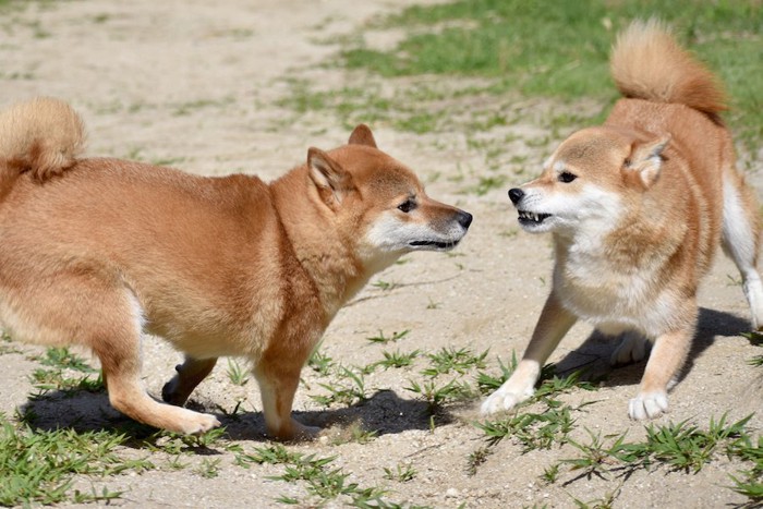 威嚇し合うノーリードの2匹の犬