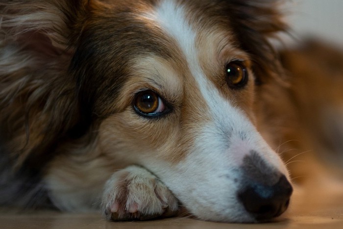 なにか言いたげな犬