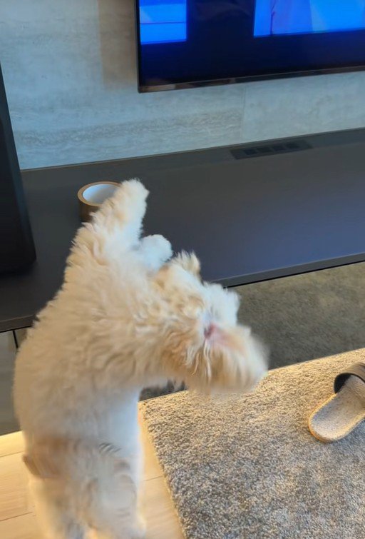 ガムテープを取りたいぬい君3