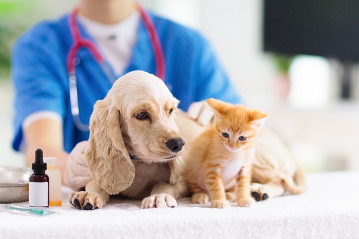 病院の子犬と子猫