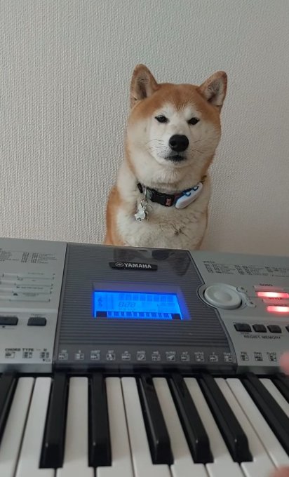 柴犬