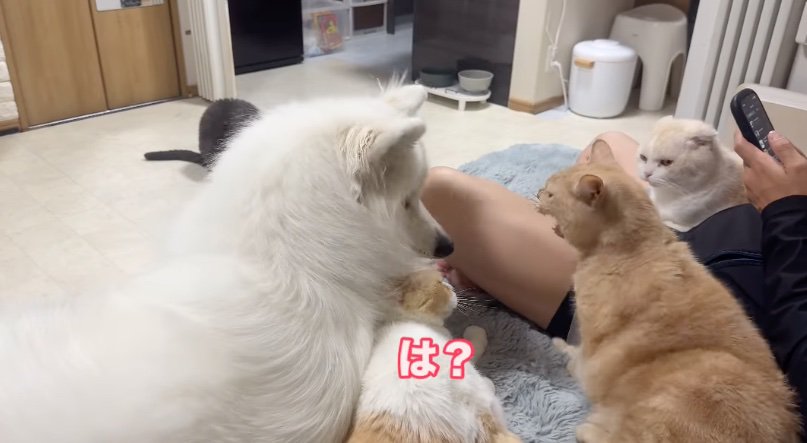 見つめ合う猫