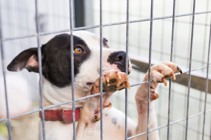 ケージに前足をかけて立ち上がった犬