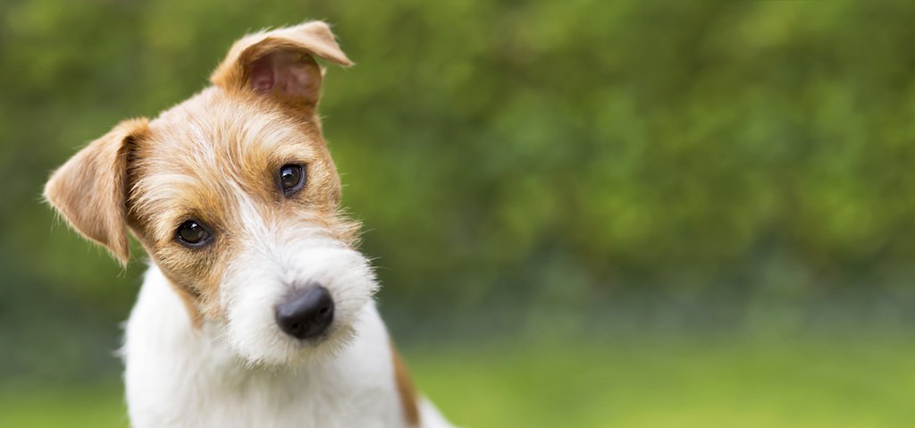 首をかしげている犬