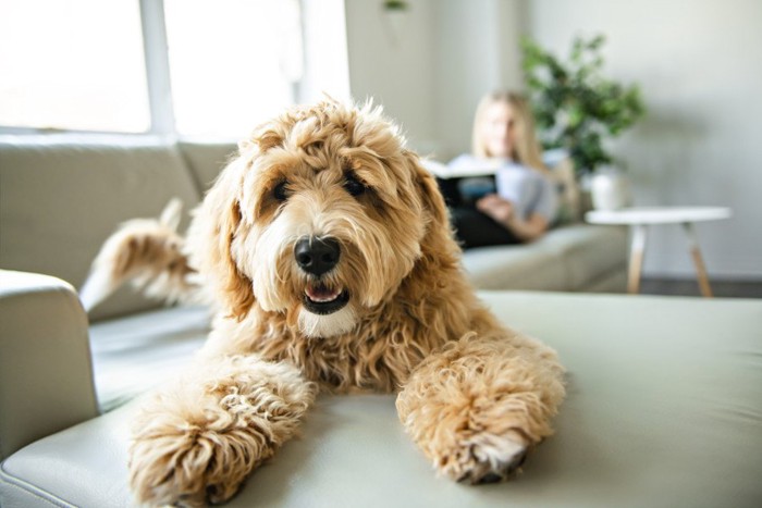 犬と本を読む飼い主