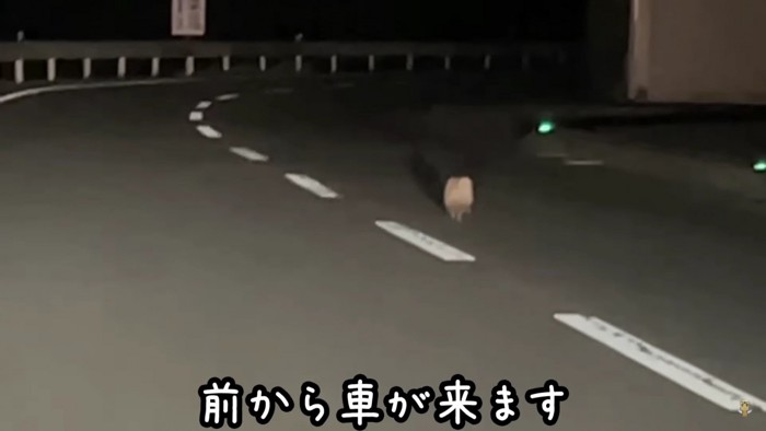 「危ない！」夜道を走る犬にハラハラ