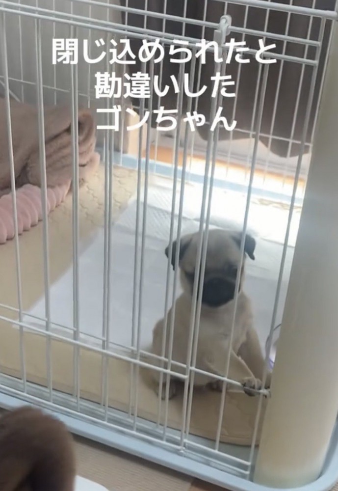 ケージの前に座る犬