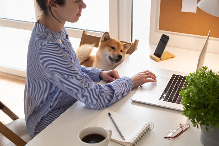 パソコンを使いながら勉強する女性と隣で見守る犬