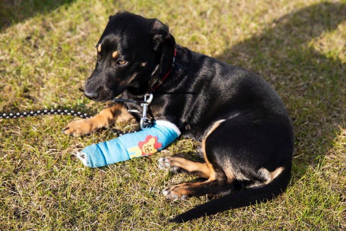 黒茶の犬、青いギプス