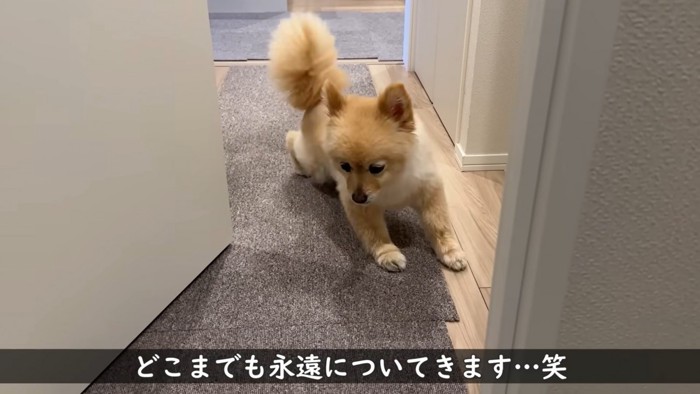 立ち上がろうとする犬