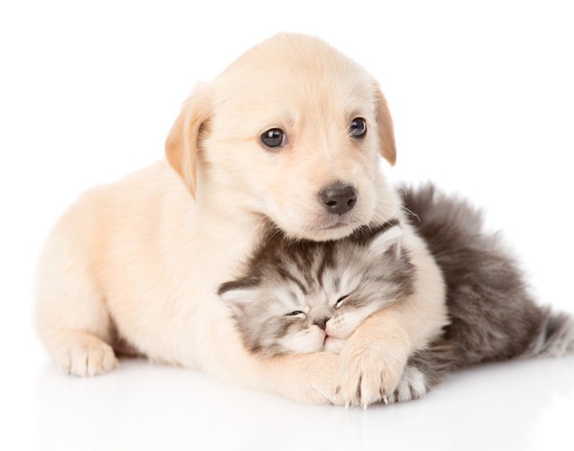 子犬と子猫