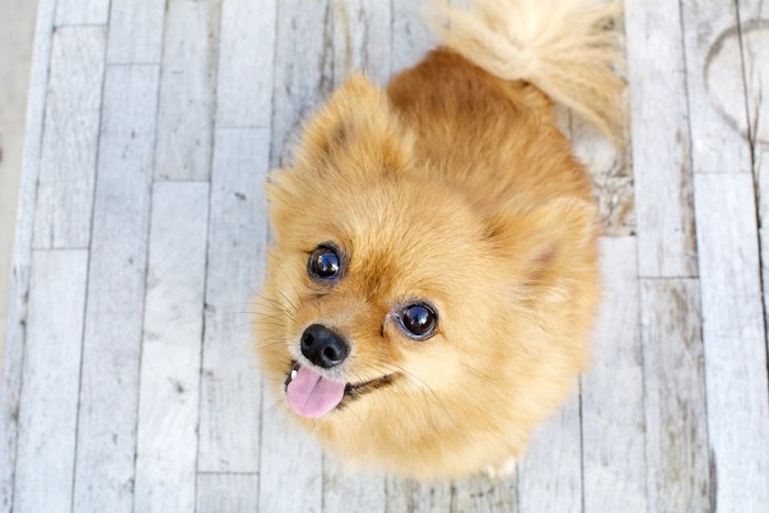 潤んだ瞳でこちらを見上げる犬