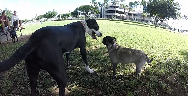 2匹の犬