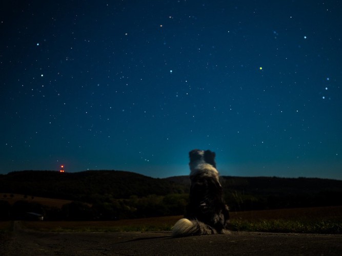 星空とボーダーコリーの後ろ姿