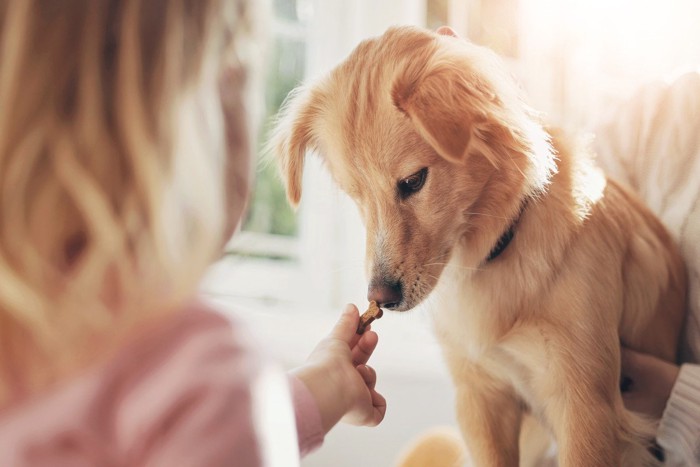 おやつのニオイを嗅ぐ犬