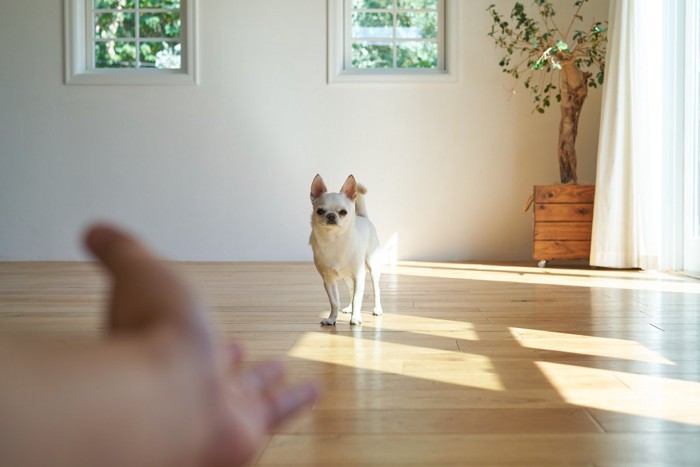 手を差し出す、呼んでも来ない白いチワワ