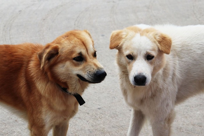 警戒し合う二頭の犬